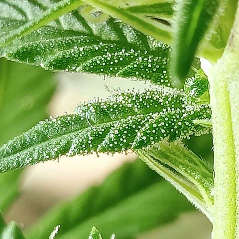 Northern Kush growlog timeline photo