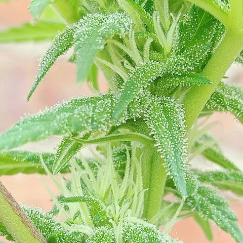 Northern Kush growlog timeline photo