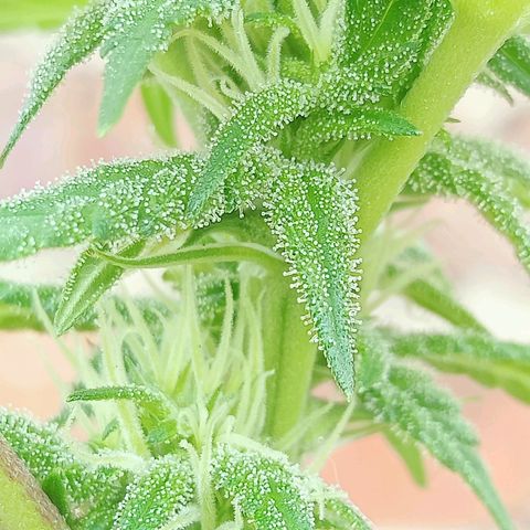 Northern Kush growlog timeline photo