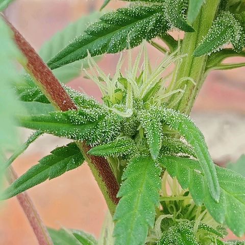 Northern Kush growlog timeline photo