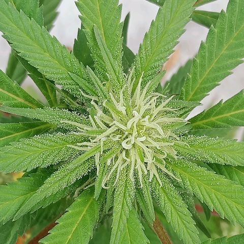 Northern Kush growlog timeline photo