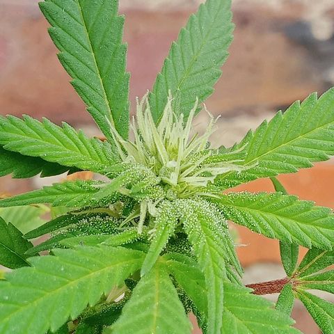Northern Kush growlog timeline photo