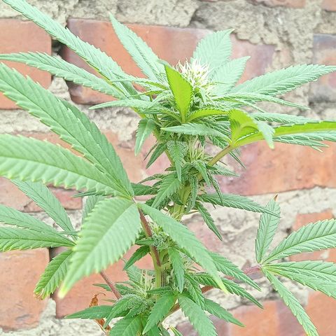 Northern Kush growlog timeline photo