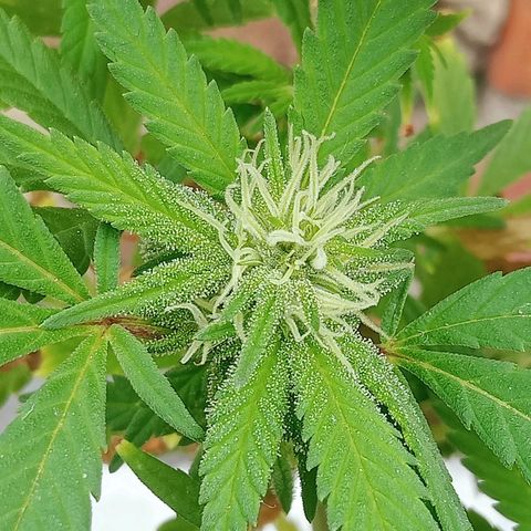 Northern Kush growlog timeline photo