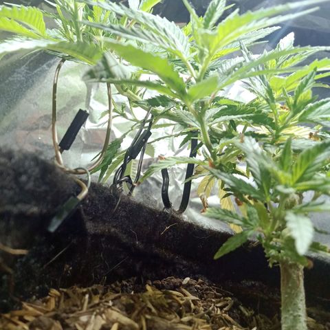 Critical Mango  growlog timeline photo