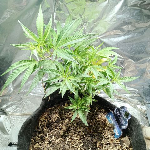 Critical Mango  growlog timeline photo