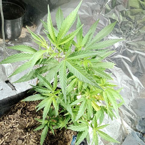 Critical Mango  growlog timeline photo