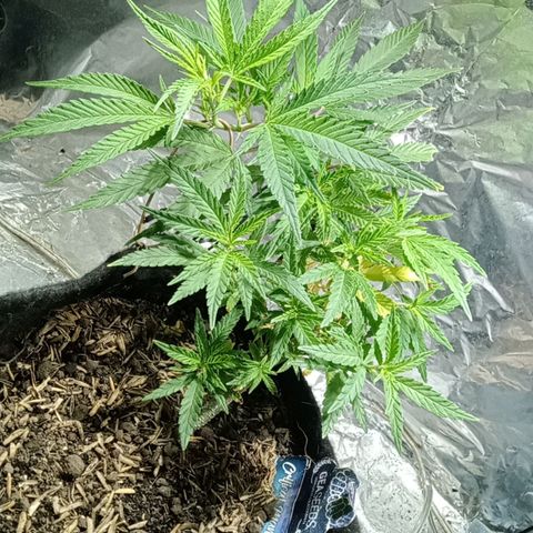 Critical Mango  growlog timeline photo