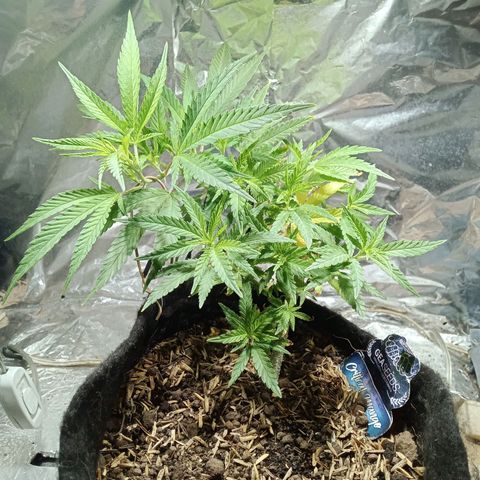Critical Mango  growlog timeline photo