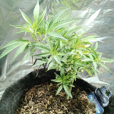Critical Mango  growlog timeline photo