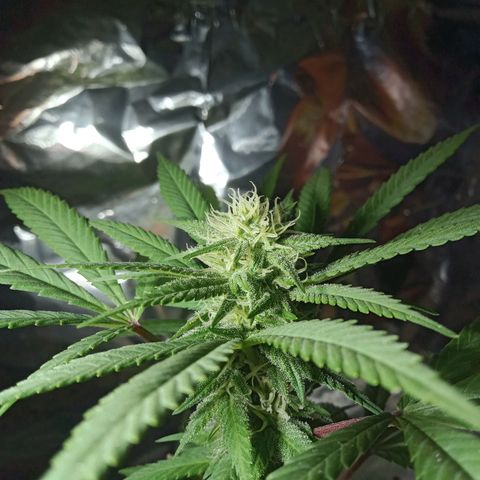 Northern Kush growlog timeline photo