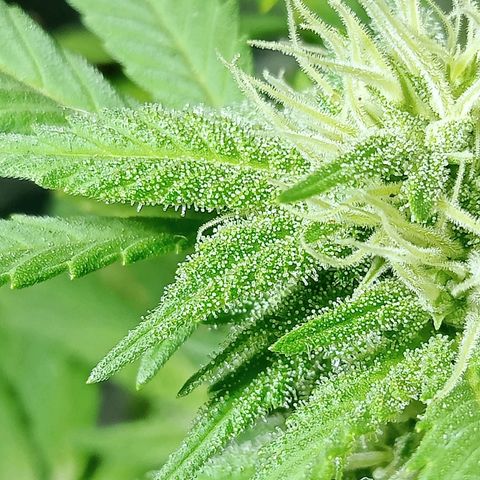 Northern Kush growlog timeline photo
