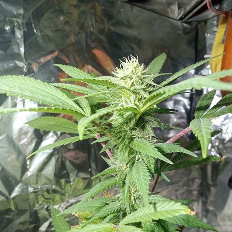 Northern Kush growlog timeline photo