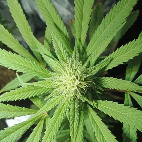 Northern Kush growlog timeline photo