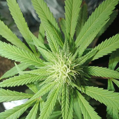 Northern Kush growlog timeline photo