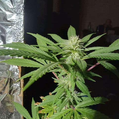 Northern Kush growlog timeline photo