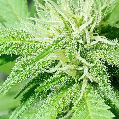 Northern Kush growlog timeline photo