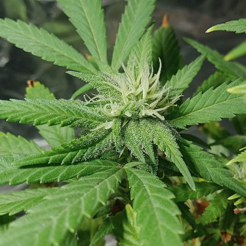 Northern Kush growlog timeline photo