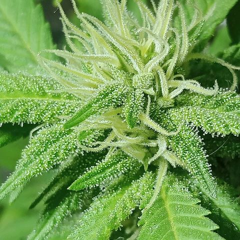 Northern Kush growlog timeline photo