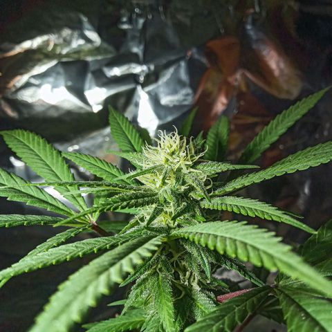Northern Kush growlog timeline photo