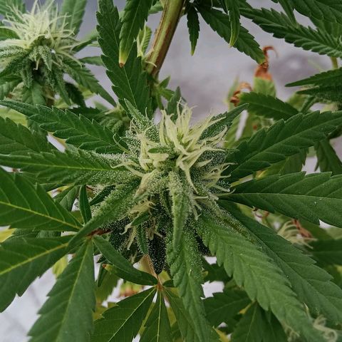 Northern Kush growlog timeline photo