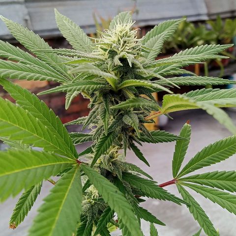 Northern Kush growlog timeline photo