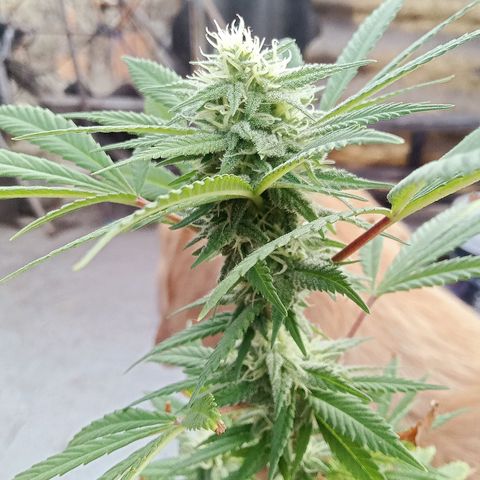 Northern Kush growlog timeline photo