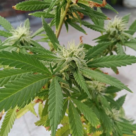 Northern Kush growlog timeline photo