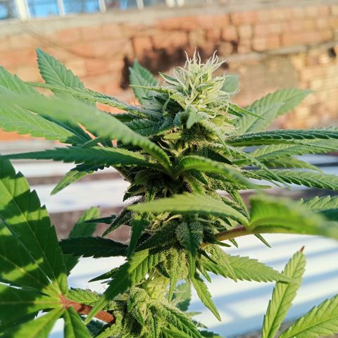 Northern Kush growlog timeline photo