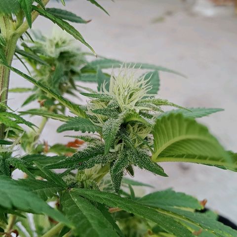 Northern Kush growlog timeline photo