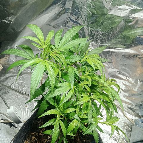 Critical Mango  growlog timeline photo