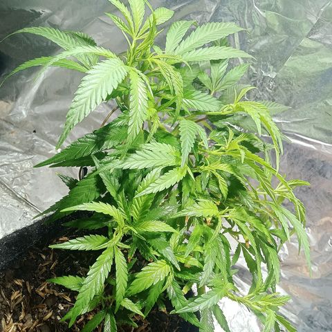 Critical Mango  growlog timeline photo