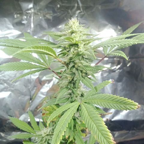 Northern Kush growlog timeline photo
