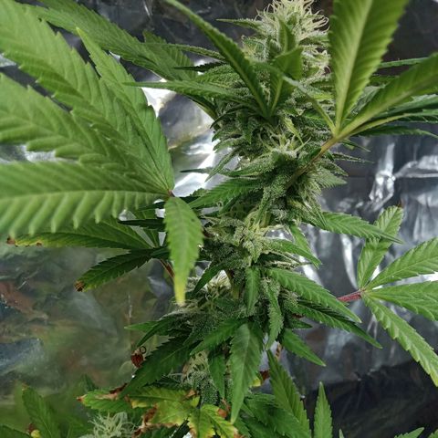 Northern Kush growlog timeline photo