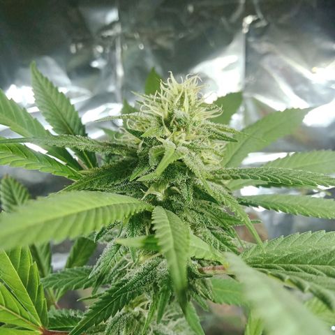 Northern Kush growlog timeline photo