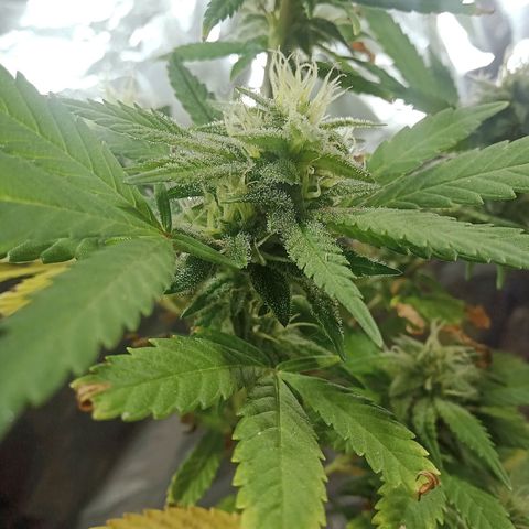 Northern Kush growlog timeline photo