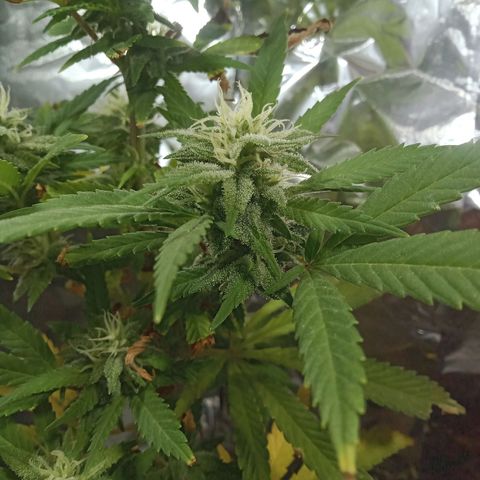 Northern Kush growlog timeline photo