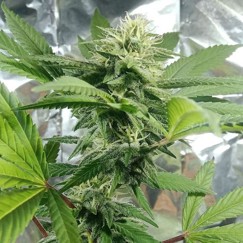 Northern Kush growlog timeline photo