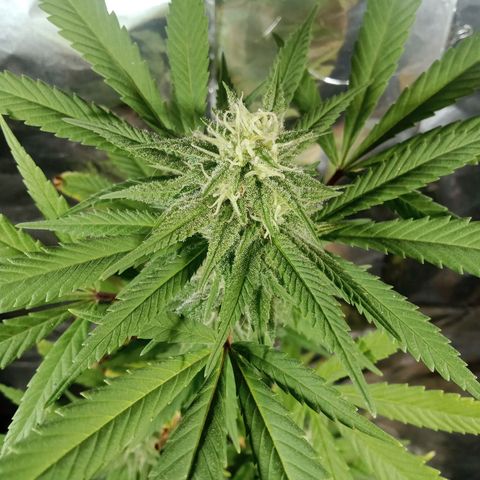 Northern Kush growlog timeline photo