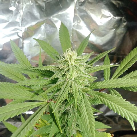 Northern Kush growlog timeline photo
