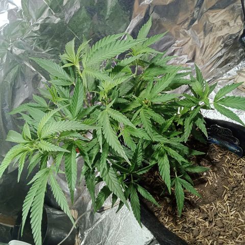 Critical Mango  growlog timeline photo