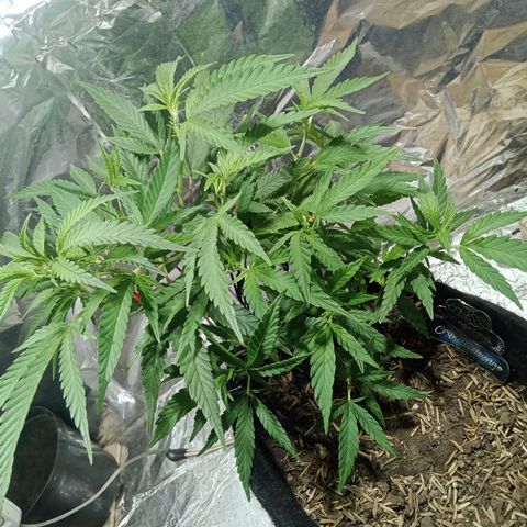 Critical Mango  growlog timeline photo