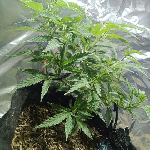 Critical Mango  growlog timeline photo