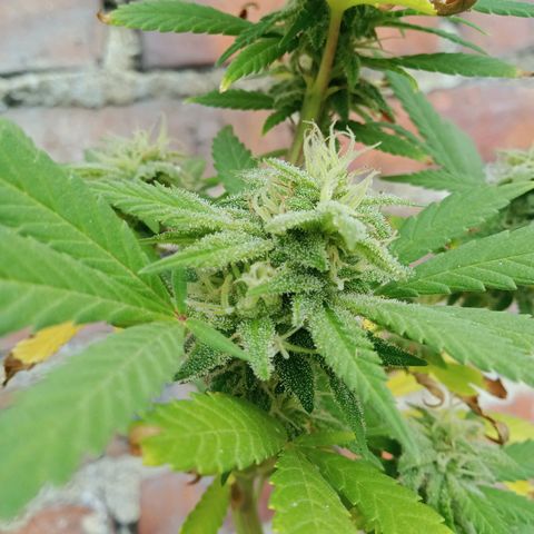 Northern Kush growlog timeline photo
