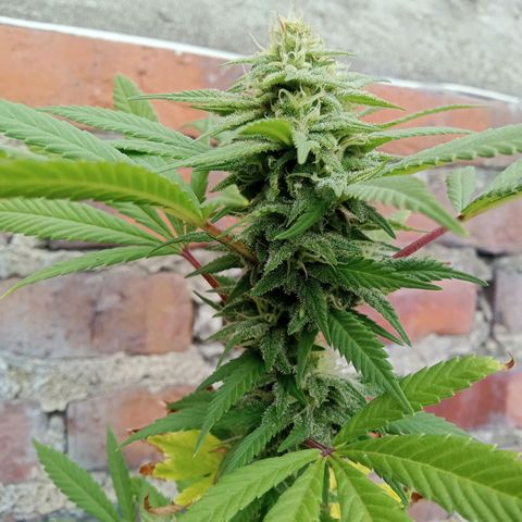 Northern Kush growlog timeline photo