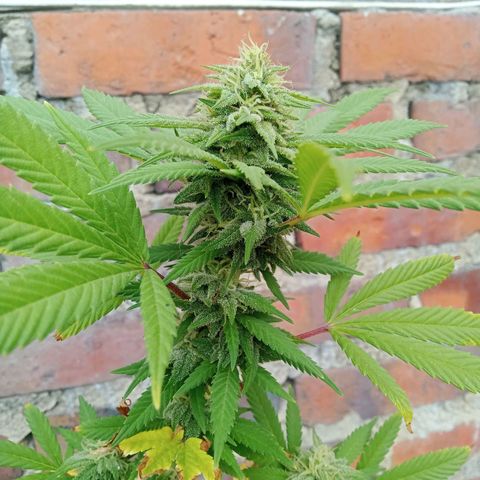 Northern Kush growlog timeline photo