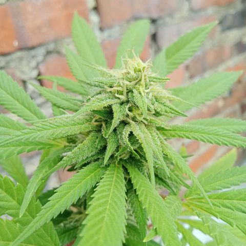 Northern Kush growlog timeline photo