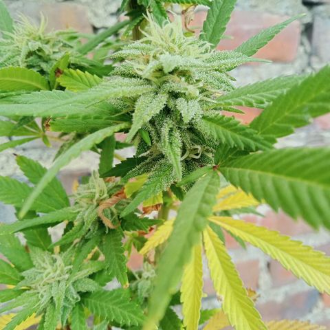 Northern Kush growlog timeline photo