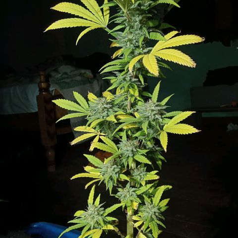 Northern Kush growlog timeline photo