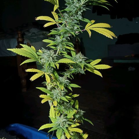Northern Kush growlog timeline photo